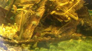 My freshwater gammarus pulex shrimp culture live gammarus shrimp Amphipods [upl. by Weisbrodt250]