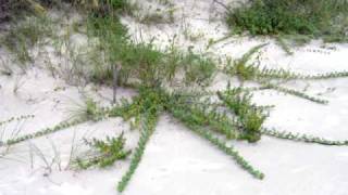 Beach Vitex Kudzu of the Coast [upl. by Ginni]