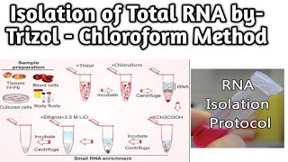 Isolation of Total RNA by Trizol  Chloroform Method [upl. by Sandro]