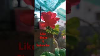 Adenium Obesum Grafted plant blooming [upl. by Lurleen]