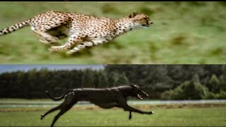 Cheetah vs Greyhound Speed Test  BBC Earth [upl. by Dorkas262]