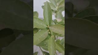 Lemon plant 🌵 gardening shortvideo [upl. by Jeffery]