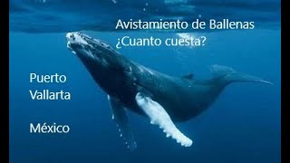 AVISTAMIENTO DE BALLENAS  PUERTO VALLARTA  MEXICO  2023 [upl. by Alahcim660]