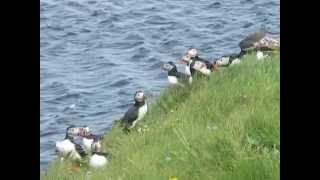 Puffins on island of Westray Orkney Scotland UK Birds Wildlife [upl. by Tarkany81]