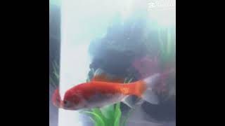 My brocousin wanted me to make a video in CapCut for his fish and he pick this song [upl. by Weaks]