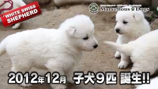 ホワイトスイスシェパード子犬誕生 マーベラスドッグス 201212 [upl. by Merow]