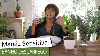 Marcia Sensitiva ensina banho para descarrego [upl. by Keemahs]