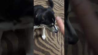 How to train husky to do something viralvideo [upl. by Ebaj]