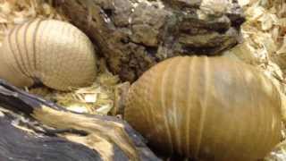 Three banded armadillo and her 10 week old baby [upl. by Anij114]