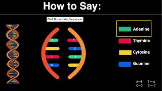 How to Say  Adenine Thymine Cytosine and Guanine [upl. by Cohen]