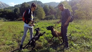 MALINOIS  STAFFY  ENTENTE ENTRE CHIENS [upl. by Godliman418]