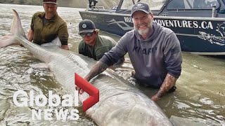 700pound sturgeon hooked on BC catchandrelease fishing trip [upl. by Aprile]