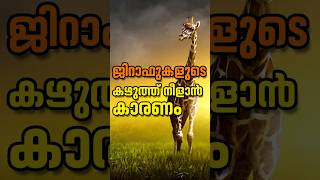 ജിറാഫിന്‌ നീളൻ കഴുത്ത് എങ്ങനെ വന്നു evolution facts science [upl. by Areivax657]