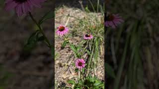 Echinacea Plant Spotlight gardening landscape landscaping plants plantblogger substack [upl. by Akkimat433]