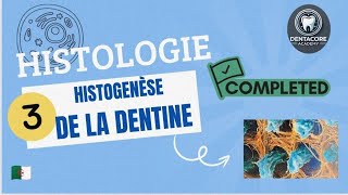 Histogenèse de la dentine  Part 3 [upl. by Phyllys]