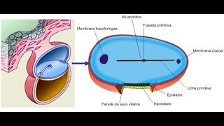 3a SEMANA DE DESENVOLVIMENTO HUMANO GASTRULAÇÃO MEDICINA UNESP [upl. by Raynata589]