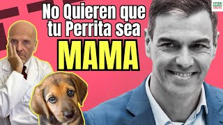 ⛔️ PROHIBEN EL EMBARAZO EN PERROS SIN ANTES PASAR POR CAJA ⛔️ [upl. by Stoecker]