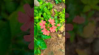 tiny food miniature cooking Crossandra flower [upl. by Adamo]