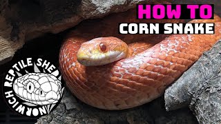 Simple And Naturalistic Corn Snake Set Up [upl. by Kling]