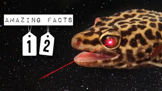 12 AMAZING FACTS ABOUT LEOPARD GECKOS [upl. by Roxy867]