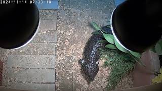 female shingleback skink [upl. by Margarita]