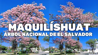 ASÍ FLORECE EL MAQUILÍSHUAT ÁRBOL NACIONAL DE EL SALVADOR [upl. by Wilmette]