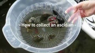 How to collect an ascidian [upl. by Elli]