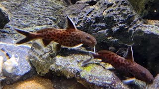 Synodontis Petricola Catfish [upl. by Scully236]