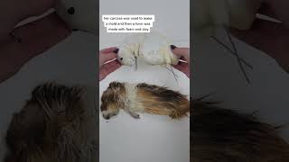 From Life to Legacy Guinea Pig Taxidermy Unveiled taxidermy [upl. by Ellesij]