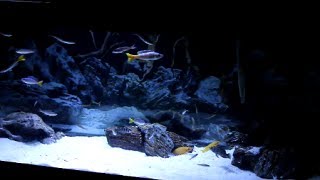 40 Gallon Tanganyika Tank  Leleupi Cichlid Added [upl. by Aurel]