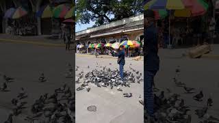 Doves are hungry at Fort Pilar shortsvideo [upl. by Ahseenal335]