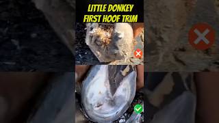 After YEARS of Suffering This Donkey Finally Gets the Hoof Care It DESERVES [upl. by Sonahpets119]