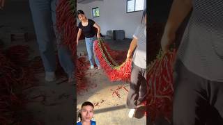 Harvesting and drying chili peppers sonlv [upl. by Lienaj]