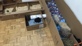 Fun temporary DIY Guinea pig play pen [upl. by Inva]