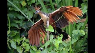 Interesting Facts about Hoatzin [upl. by Arianna]