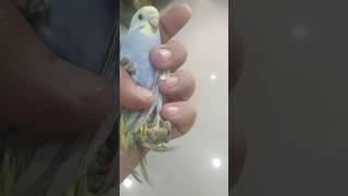 Budgies Breeding Tips budgies budgieschicks [upl. by Mehitable]