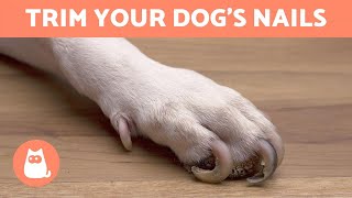 How to Trim Your Dogs Nails at Home 🐶 STEP BY STEP WITH TIPS [upl. by Htiekal229]