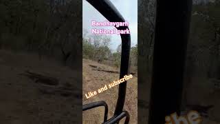 Bandhavgarh national parktour  travel song love bandhavgarhnationalpark KittuKitchen2024 [upl. by Eivla340]