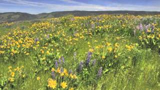 Grants Getaways Rowena Crest Wildflowers [upl. by Emerick]