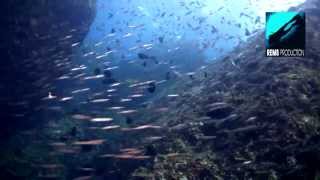 Diving Richelieu Rock part 3 Similan Islands Thailand [upl. by Tomi]