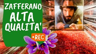 I SEGRETI DELLO ZAFFERANO raccolta mondatura essiccazione [upl. by Aneres30]