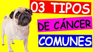 03 TIPOS DE CÁNCER más COMUNES en PERROS [upl. by Laurinda]