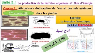 1bac Mécanismes dabsorption deau et des sels minéraux chez les plantes  Partie 1 [upl. by Boeschen]