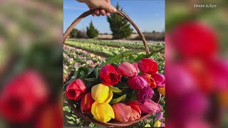 Texas Tulips opens in North Texas for 2024 [upl. by Floria]