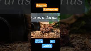 Pygmy Rattlesnake Care Guide Part 1 [upl. by Gard]