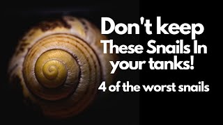 Top 4 Aquarium Snails to Avoid 😱Dont Make This Mistake [upl. by Noli]