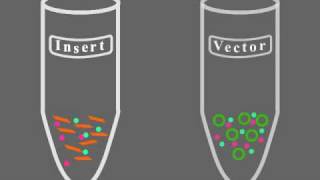 Key Steps of Molecular Cloning [upl. by Dielu]