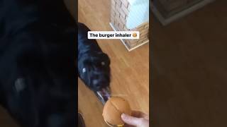 The Burger Inhaler 🐶🤣 [upl. by Grimaldi645]