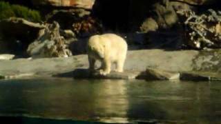 Polar Bear Plunge at the San Diego Zoo [upl. by Isleen]