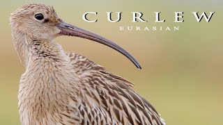 Eurasian Curlew birds [upl. by Langley]